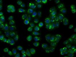 NIT1 Antibody - Immunofluorescent staining of HT29 cells using anti-NIT1 mouse monoclonal antibody.