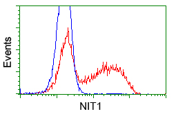 NIT1 Antibody - HEK293T cells transfected with either pCMV6-ENTRY NIT1 (Red) or empty vector control plasmid (Blue) were immunostained with anti-NIT1 mouse monoclonal, and then analyzed by flow cytometry.
