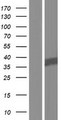 NIT1 Protein - Western validation with an anti-DDK antibody * L: Control HEK293 lysate R: Over-expression lysate