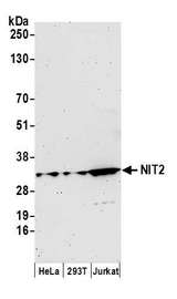 NIT2 Antibody - Detection of human NIT2 by western blot. Samples: Whole cell lysate (15 µg) from HeLa, HEK293T, and Jurkat cells prepared using NETN lysis buffer. Antibody: Affinity purified rabbit anti-NIT2 antibody used for WB at 1:1000. Detection: Chemiluminescence with an exposure time of 3 minutes.