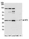 NIT2 Antibody - Detection of human and mouse NIT2 by western blot. Samples: Whole cell lysate (15 µg) from HeLa, HEK293T, Jurkat, mouse TCMK-1, and mouse NIH 3T3 cells prepared using NETN lysis buffer. Antibody: Affinity purified rabbit anti-NIT2 antibody used for WB at 1:1000. Detection: Chemiluminescence with an exposure time of 3 minutes.