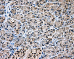 NIT2 Antibody - Immunohistochemical staining of paraffin-embedded pancreas tissue using anti-NIT2 mouse monoclonal antibody. (Dilution 1:50).