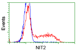 NIT2 Antibody - HEK293T cells transfected with either pCMV6-ENTRY NIT2 (Red) or empty vector control plasmid (Blue) were immunostained with anti-NIT2 mouse monoclonal, and then analyzed by flow cytometry.