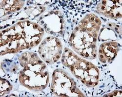 NIT2 Antibody - Immunohistochemical staining of paraffin-embedded Kidney tissue using anti-NIT2 mouse monoclonal antibody. (Dilution 1:50).