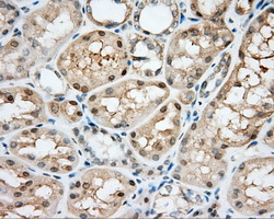 NIT2 Antibody - IHC of paraffin-embedded Kidney tissue using anti-NIT2 mouse monoclonal antibody. (Dilution 1:50).