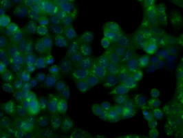 NIT2 Antibody - Immunofluorescent staining of HT29 cells using anti-NIT2 mouse monoclonal antibody.