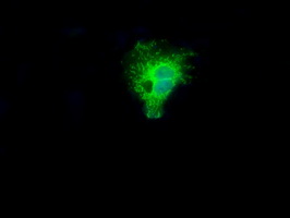 NIT2 Antibody - Anti-NIT2 mouse monoclonal antibody  immunofluorescent staining of COS7 cells transiently transfected by pCMV6-ENTRY NIT2.