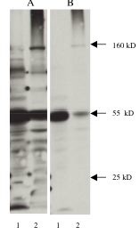 Nitrotyrosine Antibody - A. Western blot of anti 3-nitrotyrosine monoclonal antibody on 40 ug mouse brain lysate (Lane 1) and 40 ug rat brain lysate (Lane 2). Antibody used at a dilution of 1 ug/ml, detected with Supersignal West Pico Substrate-30 second exposure. B. Same experiment blocked with buffer containing 1 mM 3-nitrosine.