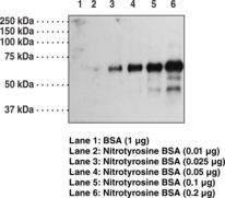 Nitrotyrosine Antibody - Western blot of Nitrotyrosine antibody.