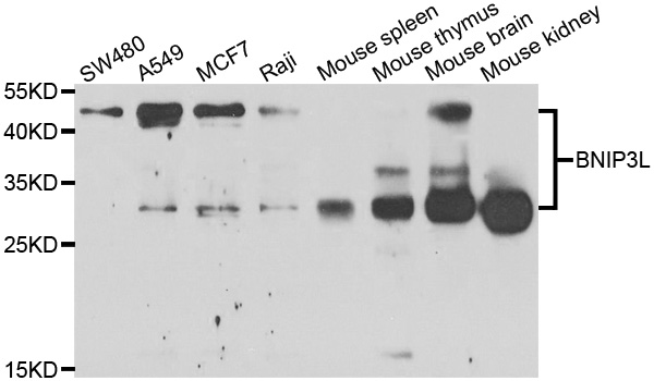 NIX / BNIP3L Antibody - Western blot analysis of extracts of various cell lines.