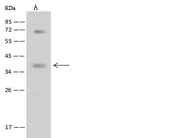 NIX / BNIP3L Antibody - Anti-BNIP3L rabbit polyclonal antibody at 1:200 dilution. Lane A: K562 Whole Cell Lysate. Lysates/proteins at 30 ug per lane. Secondary: Goat Anti-Rabbit IgG (H+L)/HRP at 1/10000 dilution. Developed using the ECL technique. Performed under reducing conditions. Predicted band size: 24 kDa. Observed band size: 37 kDa.