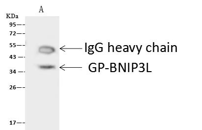 NIX / BNIP3L Antibody - GP-BNIP3L was immunoprecipitated using: Lane A: 0.5 mg K562 Whole Cell Lysate. 4 uL anti-GP-BNIP3L rabbit polyclonal antibody and 60 ug of Immunomagnetic beads Protein A/G. Primary antibody: Anti-GP-BNIP3L rabbit polyclonal antibody, at 1:100 dilution. Secondary antibody: Goat Anti-Rabbit IgG (H+L)/HRP at 1/10000 dilution. Developed using the ECL technique. Performed under reducing conditions. Predicted band size: 36 kDa. Observed band size: 36 kDa.