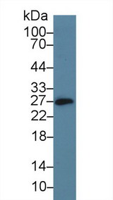 NK1 / CD160 Antibody - Western Blot; Sample: Mouse Small intestine lysate; Primary Ab: 5µg/ml Rabbit Anti-Mouse CD160 Antibody Second Ab: 0.2µg/mL HRP-Linked Caprine Anti-Rabbit IgG Polyclonal Antibody