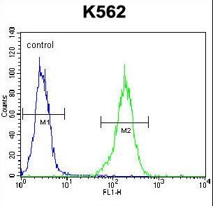 NKAIN1 Antibody - NKAIN1 Antibody flow cytometry of K562 cells (right histogram) compared to a negative control cell (left histogram). FITC-conjugated goat-anti-rabbit secondary antibodies were used for the analysis.