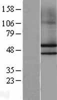 NKAP Protein - Western validation with an anti-DDK antibody * L: Control HEK293 lysate R: Over-expression lysate