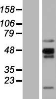 NKAPL Protein - Western validation with an anti-DDK antibody * L: Control HEK293 lysate R: Over-expression lysate