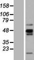 NKAPL Protein - Western validation with an anti-DDK antibody * L: Control HEK293 lysate R: Over-expression lysate