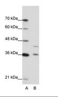 NKD2 Antibody - A: Marker, B: Jurkat Cell Lysate.  This image was taken for the unconjugated form of this product. Other forms have not been tested.