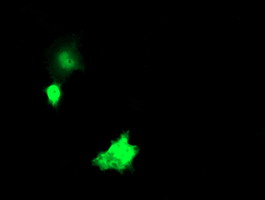 NKIRAS1 Antibody - Anti-NKIRAS1 mouse monoclonal antibody immunofluorescent staining of COS7 cells transiently transfected by pCMV6-ENTRY NKIRAS1.