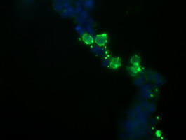 NKIRAS1 Antibody - Anti-NKIRAS1 mouse monoclonal antibody immunofluorescent staining of COS7 cells transiently transfected by pCMV6-ENTRY NKIRAS1.
