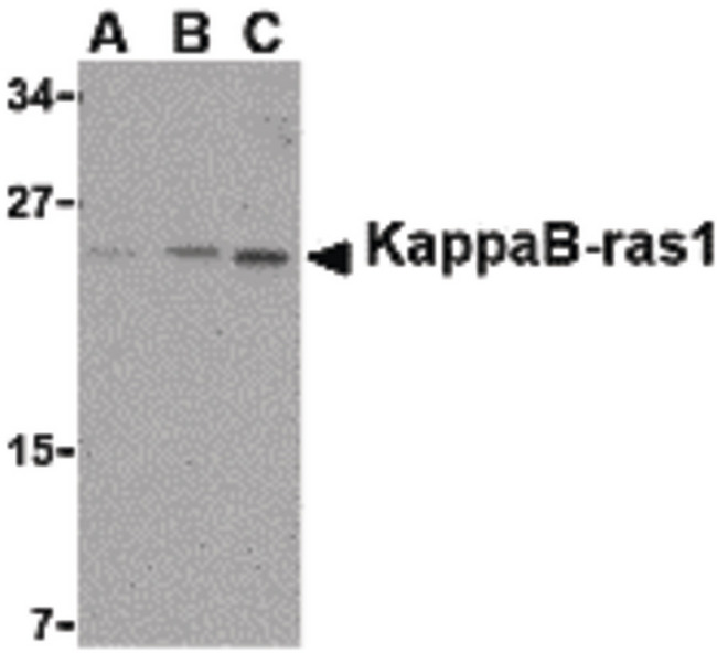 NKIRAS1 Antibody - Western blot of KappaB ras1 in RAW264.7 cell lysate with KappaB ras1 antibody at (A) 0.5, (B) 1 and (C) 2 ug/ml.