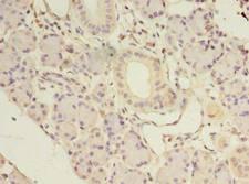 NKIRAS1 Antibody - Immunohistochemistry of paraffin-embedded human pancreatic tissue using antibody at dilution of 1:100.