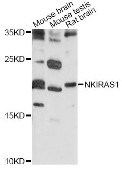 NKIRAS1 Antibody - Western blot analysis of extracts of various cell lines, using NKIRAS1 antibody at 1:1000 dilution. The secondary antibody used was an HRP Goat Anti-Rabbit IgG (H+L) at 1:10000 dilution. Lysates were loaded 25ug per lane and 3% nonfat dry milk in TBST was used for blocking. An ECL Kit was used for detection and the exposure time was 30s.