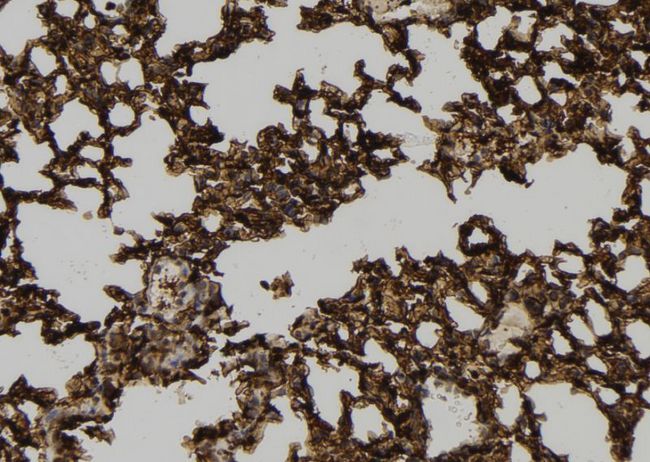 NKIRAS1 Antibody - 1:100 staining mouse lung tissue by IHC-P. The sample was formaldehyde fixed and a heat mediated antigen retrieval step in citrate buffer was performed. The sample was then blocked and incubated with the antibody for 1.5 hours at 22°C. An HRP conjugated goat anti-rabbit antibody was used as the secondary.