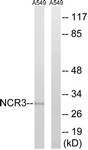 NKP30 Antibody - Western blot of extracts from A549 cells, using NCR3 Antibody. The lane on the right is treated with the synthesized peptide.