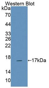 NKP30 Antibody - Western blot of NKP30 antibody.