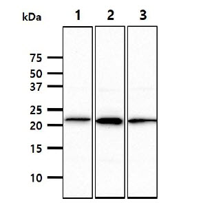 NKP30 Antibody - The cell lysates (40ug) were resolved by SDS-PAGE, transferred to PVDF membrane and probed with anti-human NCR3 antibody (1:1000). Proteins were visualized using a goat anti-mouse secondary antibody conjugated to HRP and an ECL detection system. Lane 1.: THP-1 cell lysate Lane 2.: Ramos cell lysate Lane 3.: TF-1 cell lysate