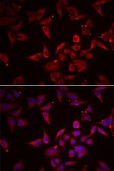 NKP30 Antibody - Immunofluorescence analysis of U2OS cells.