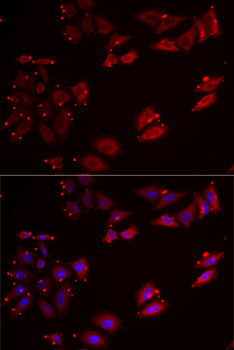 NKP30 Antibody - Immunofluorescence analysis of MCF7 cells using NCR3 antibody. Blue: DAPI for nuclear staining.