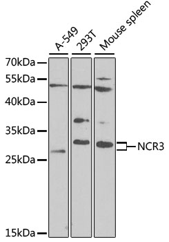 NKP30 Antibody - Western blot analysis of extracts of various cell lines, using NCR3 antibody at 1:1000 dilution. The secondary antibody used was an HRP Goat Anti-Rabbit IgG (H+L) at 1:10000 dilution. Lysates were loaded 25ug per lane and 3% nonfat dry milk in TBST was used for blocking. An ECL Kit was used for detection and the exposure time was 60s.