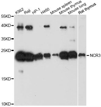 NKP30 Antibody - Western blot analysis of extracts of various cell lines, using NCR3 antibody at 1:3000 dilution. The secondary antibody used was an HRP Goat Anti-Rabbit IgG (H+L) at 1:10000 dilution. Lysates were loaded 25ug per lane and 3% nonfat dry milk in TBST was used for blocking. An ECL Kit was used for detection and the exposure time was 90s.