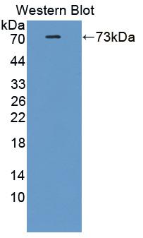 NKRF / NRF Antibody - Western blot of NKRF / NRF antibody.