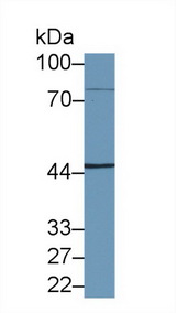 NKRF / NRF Antibody - Western Blot; Sample: Human HepG2 cell lysate; Primary Ab: 1µg/ml Rabbit Anti-Human NKRF Antibody Second Ab: 0.2µg/mL HRP-Linked Caprine Anti-Rabbit IgG Polyclonal Antibody