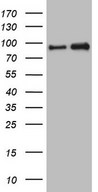 NKRF / NRF Antibody - HEK293T cells were transfected with the pCMV6-ENTRY control (Left lane) or pCMV6-ENTRY NKRF (Right lane) cDNA for 48 hrs and lysed. Equivalent amounts of cell lysates (5 ug per lane) were separated by SDS-PAGE and immunoblotted with anti-NKRF.