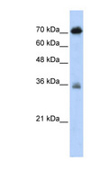 NKRF / NRF Antibody - NKRF antibody Western blot of Transfected 293T cell lysate. This image was taken for the unconjugated form of this product. Other forms have not been tested.