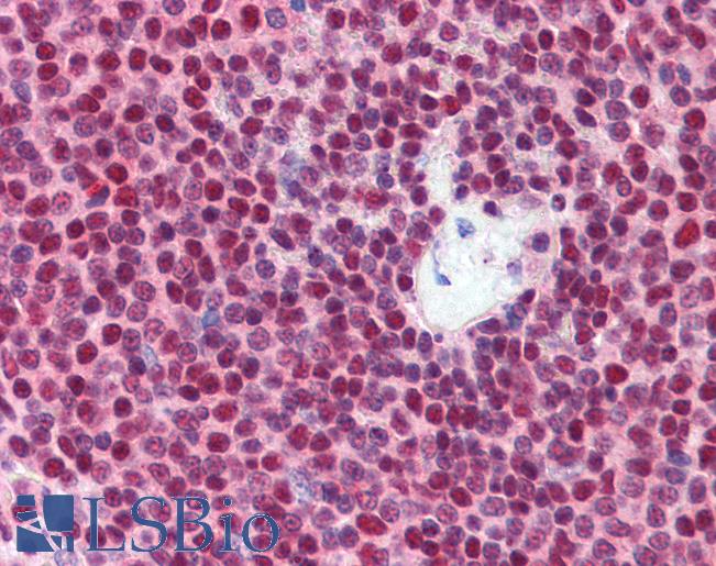 NKRF / NRF Antibody - Anti-NKRF antibody IHC of human spleen. Immunohistochemistry of formalin-fixed, paraffin-embedded tissue after heat-induced antigen retrieval. Antibody concentration 5 ug/ml.  This image was taken for the unconjugated form of this product. Other forms have not been tested.