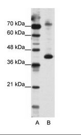 NKRF / NRF Antibody - A: Marker, B: HepG2 Cell Lysate.  This image was taken for the unconjugated form of this product. Other forms have not been tested.