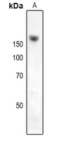 NKTR Antibody - Western blot analysis of NKTR expression in HEK293T (A) whole cell lysates.