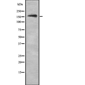 NKTR Antibody - Western blot analysis NKTR using RAW264.7 whole cells lysates