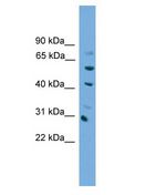 NKX1-1 Antibody - NKX1-1 antibody Western Blot of NIH/3T3 cell lysate.  This image was taken for the unconjugated form of this product. Other forms have not been tested.