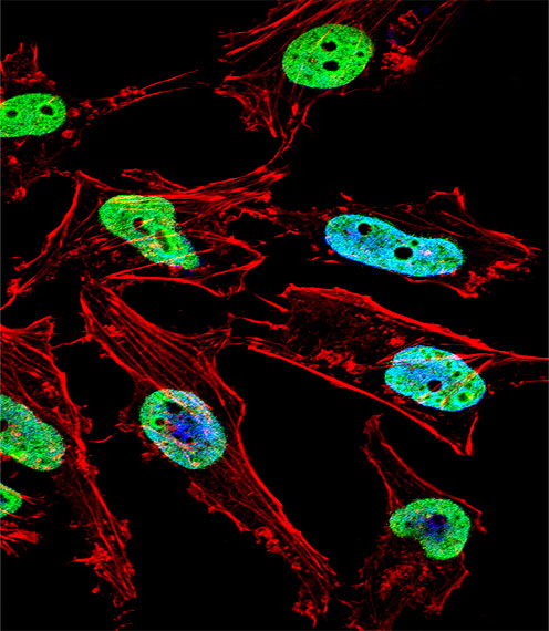 NKX1-1 Antibody - Fluorescent confocal image of HeLa cell stained with NKX1-1 Antibody. HeLa cells were fixed with 4% PFA (20 min), permeabilized with Triton X-100 (0.1%, 10 min), then incubated with NKX1-1 primary antibody (1:25, 1 h at 37°C). For secondary antibody, Alexa Fluor 488 conjugated donkey anti-rabbit antibody (green) was used (1:400, 50 min at 37°C). Cytoplasmic actin was counterstained with Alexa Fluor 555 (red) conjugated Phalloidin (7units/ml, 1 h at 37°C). Nuclei were counterstained with DAPI (blue) (10 ug/ml, 10 min). NKX1-1 immunoreactivity is localized to Nucleus significantly.