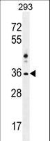 NKX1-2 Antibody - NKX1-2 Antibody western blot of 293 cell line lysates (35 ug/lane). The NKX1-2 antibody detected the NKX1-2 protein (arrow).