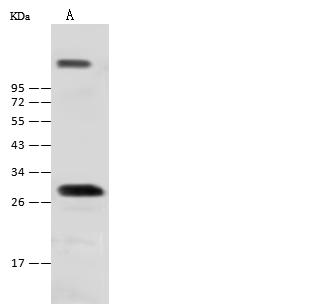 NKX1-2 Antibody - Anti-Nkx1-2 rabbit polyclonal antibody at 1:500 dilution. Lane A: Mouse lung tissue lysate. Lysates/proteins at 30 ug per lane. Secondary: Goat Anti-Rabbit IgG (H+L)/HRP at 1/10000 dilution. Developed using the ECL technique. Performed under reducing conditions. Predicted band size: 32 kDa.