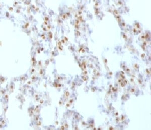 NKX2-1 / Thyroid-Specific TF Antibody - IHC testing of FFPE rat lung tissue with TTF1 antibody (clone HBNK2-1).  This image was taken for the unmodified form of this product. Other forms have not been tested.