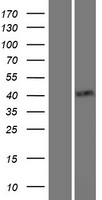 NKX2-1 / Thyroid-Specific TF Protein - Western validation with an anti-DDK antibody * L: Control HEK293 lysate R: Over-expression lysate