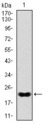 NKX2-2 Antibody - Western blot using NKX2.2 monoclonal antibody against human NKX2.2 recombinant protein.(Expected MW is 22 kDa)
